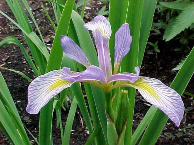 Iris virginica.jpg